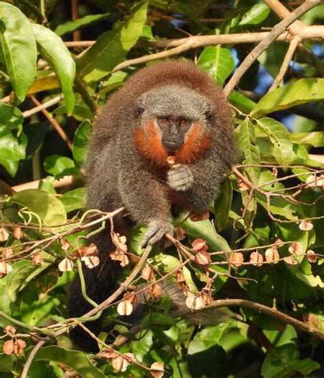 titi marino|New monkey species from Brazilian Amazon’s 'arc of .